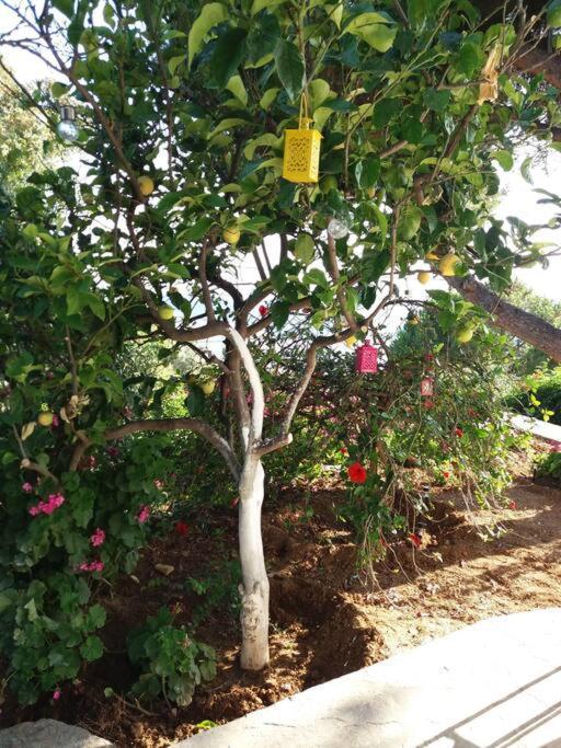 Grandpa Simos' Traditional Guest House Agios Romanos Bagian luar foto