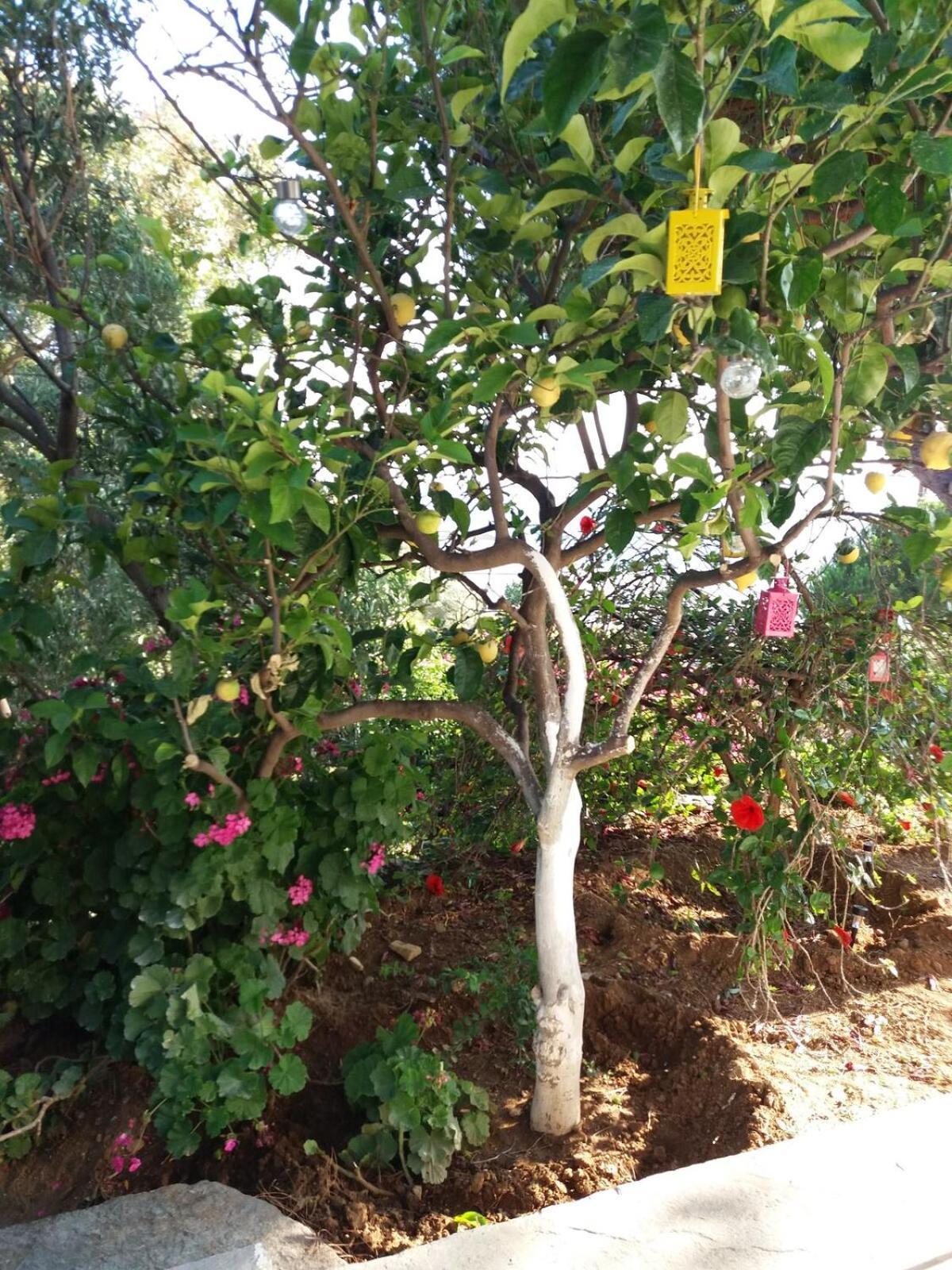 Grandpa Simos' Traditional Guest House Agios Romanos Bagian luar foto
