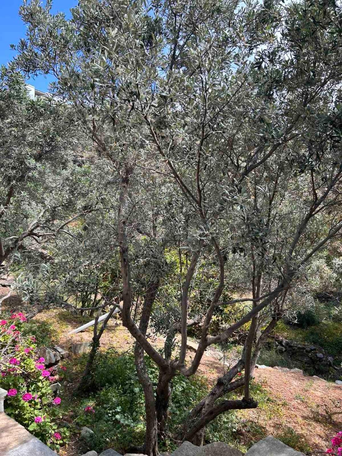 Grandpa Simos' Traditional Guest House Agios Romanos Bagian luar foto