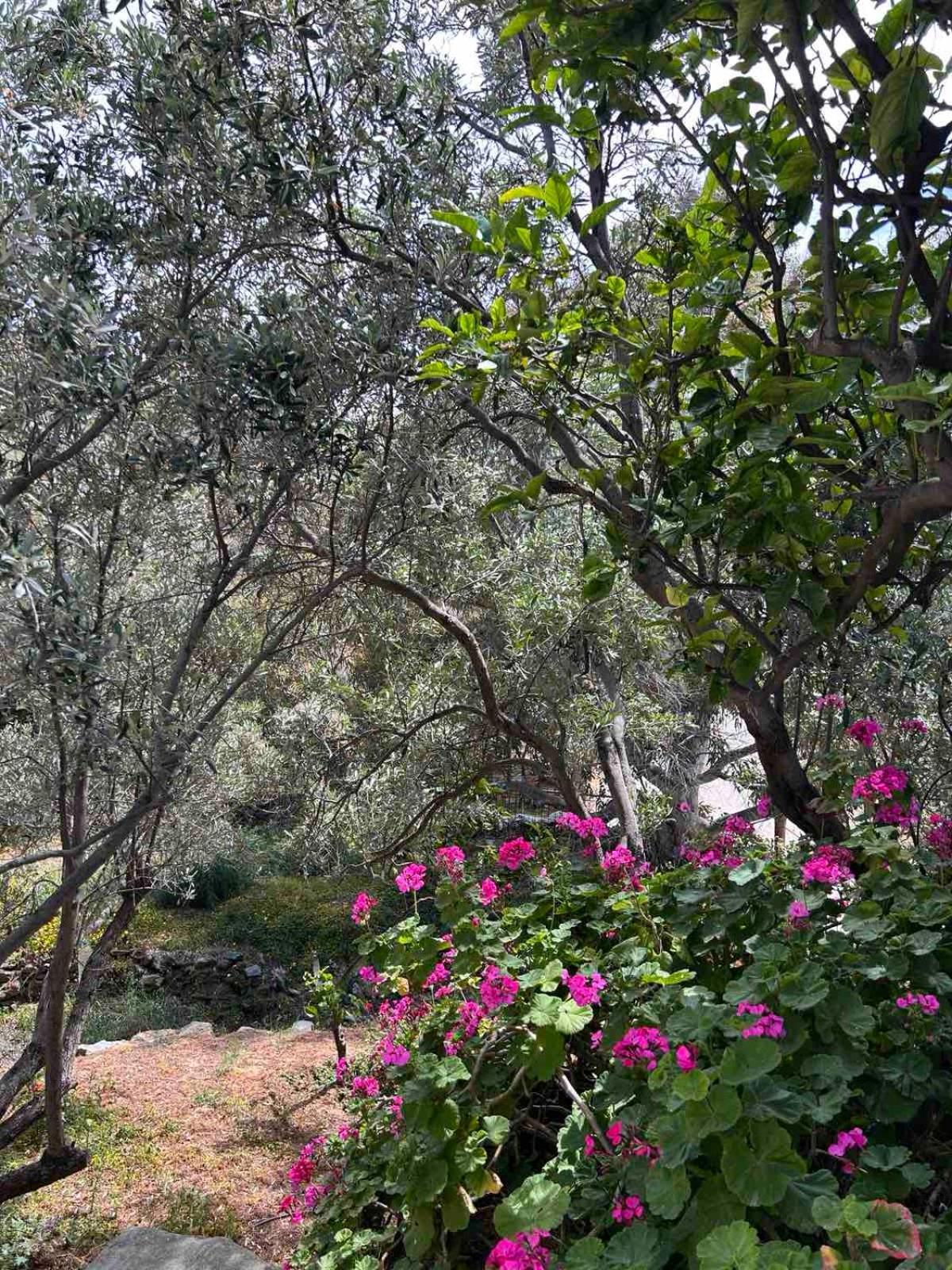 Grandpa Simos' Traditional Guest House Agios Romanos Bagian luar foto
